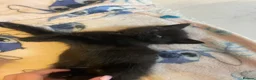 Mixed Breed cats for sale: Adorable half Siberian kittens  - Advert 4