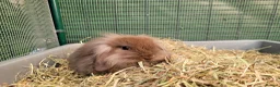 Mini Lion Lop rabbits for sale: Stunning Mini Lion Lops - READY SATURDAY - Advert 8