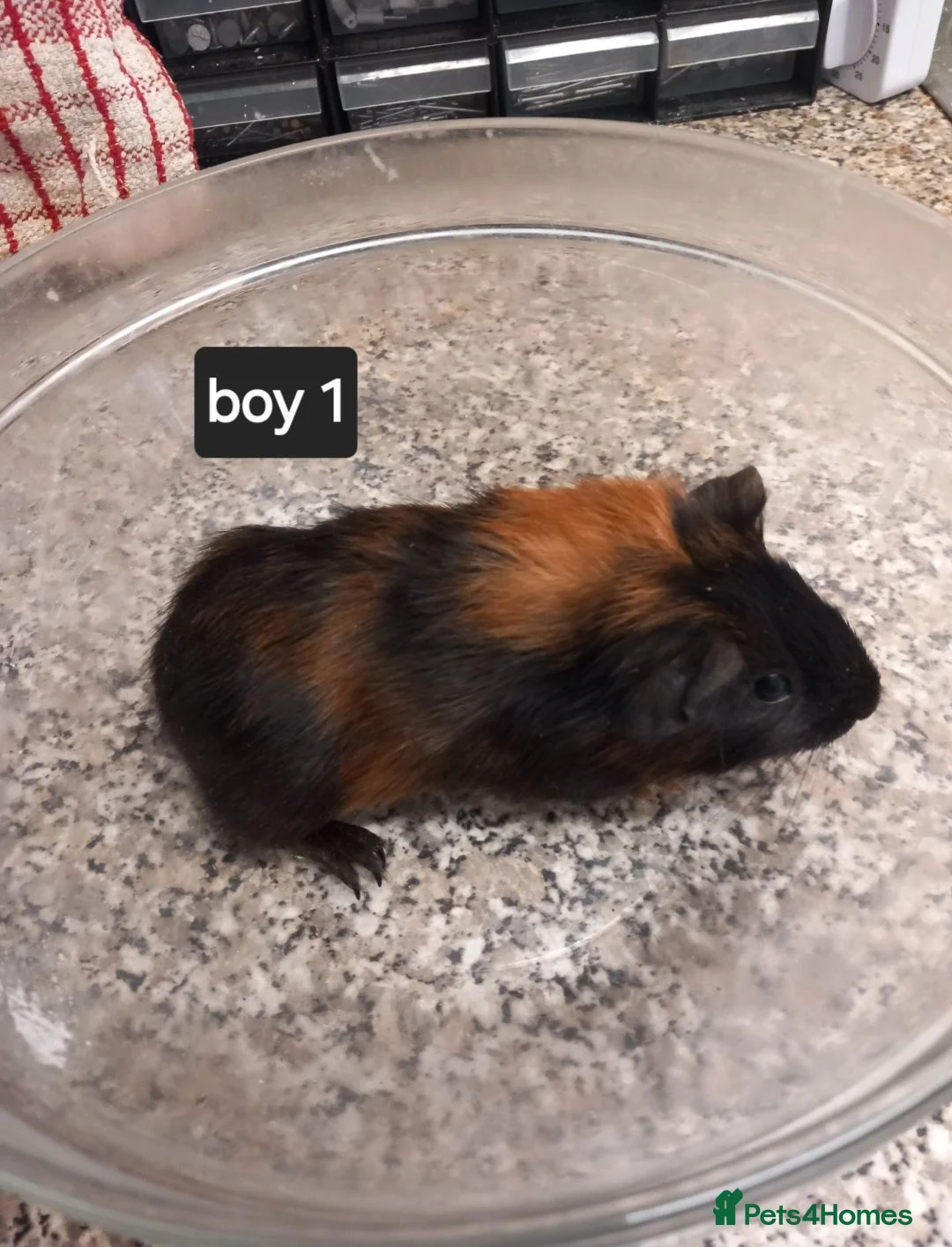 Guinea Pig rodents for sale: Baby guineapigs for sale - Advert 2