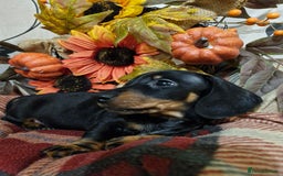 Miniature Dachshund dogs for sale: Beautiful Black & Tan Mini Dachshunds PRA clear - Image 5