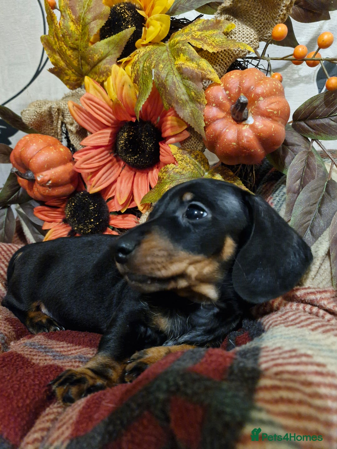 Miniature Dachshund dogs for sale: Beautiful Black & Tan Mini Dachshunds PRA clear - Image 5