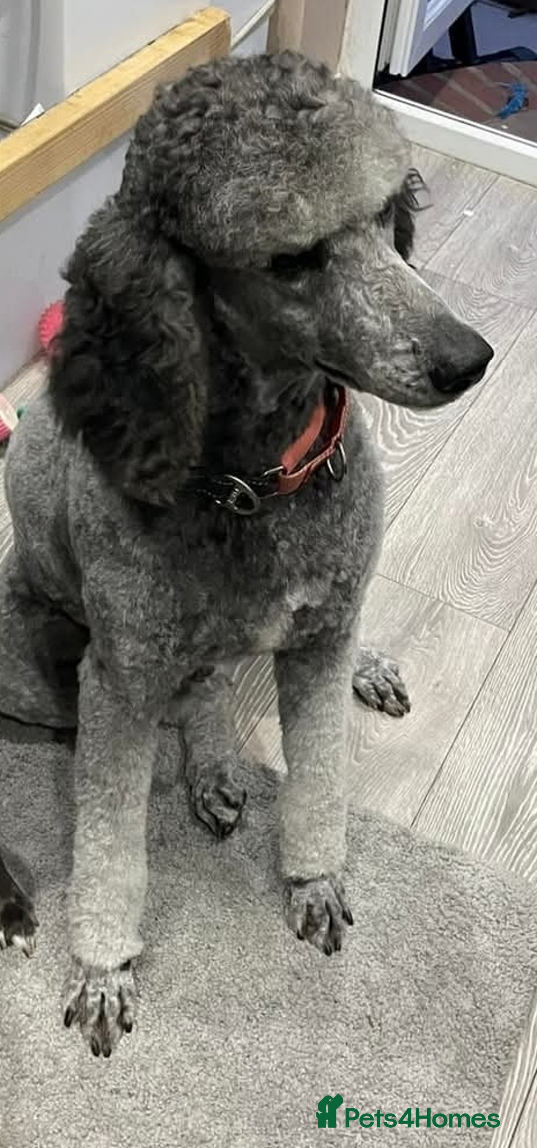Labradoodle dogs for sale: Gorgeous Labradoodle Babies  - Image 13