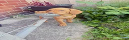 Hungarian Vizsla dogs for sale: KC Registered Hungarian Viszla litter  - Advert 8
