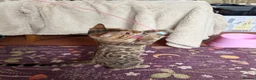 Bengal cats for sale: Snow Sepia 💙 TICA Pedigree 🐆 Bengal Kitten  in Deal - Advert 5