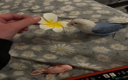 Lovebirds birds for sale: Young lovebird  - Image 1
