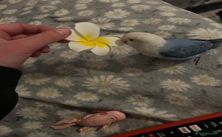Lovebirds birds - Advert 1