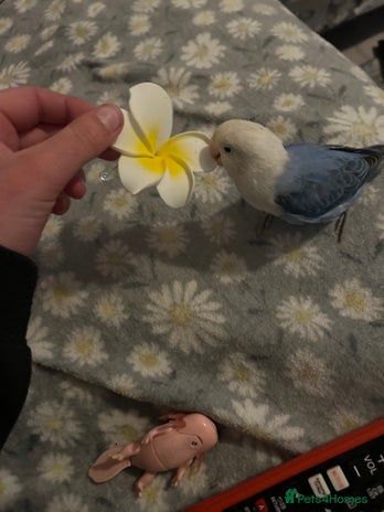 Lovebirds birds - Advert 1