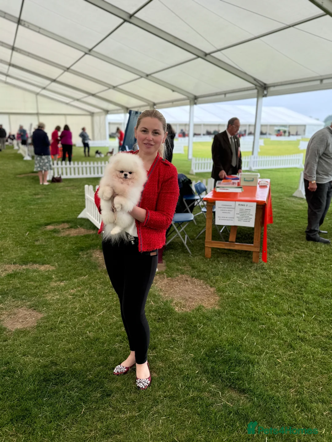 Pomeranian dogs for stud: KC well proven 1,9kg  stud in Surrey !  in Camberley - Advert 3