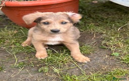 Mixed Breed dogs for adoption: THEO - a Superb Puppy Boy, for a Loving Home - Image 5
