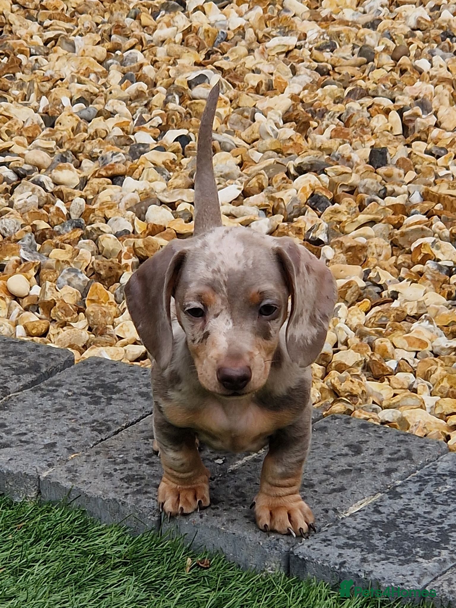 Miniature Dachshund dogs Minature dashound  - Advert 17