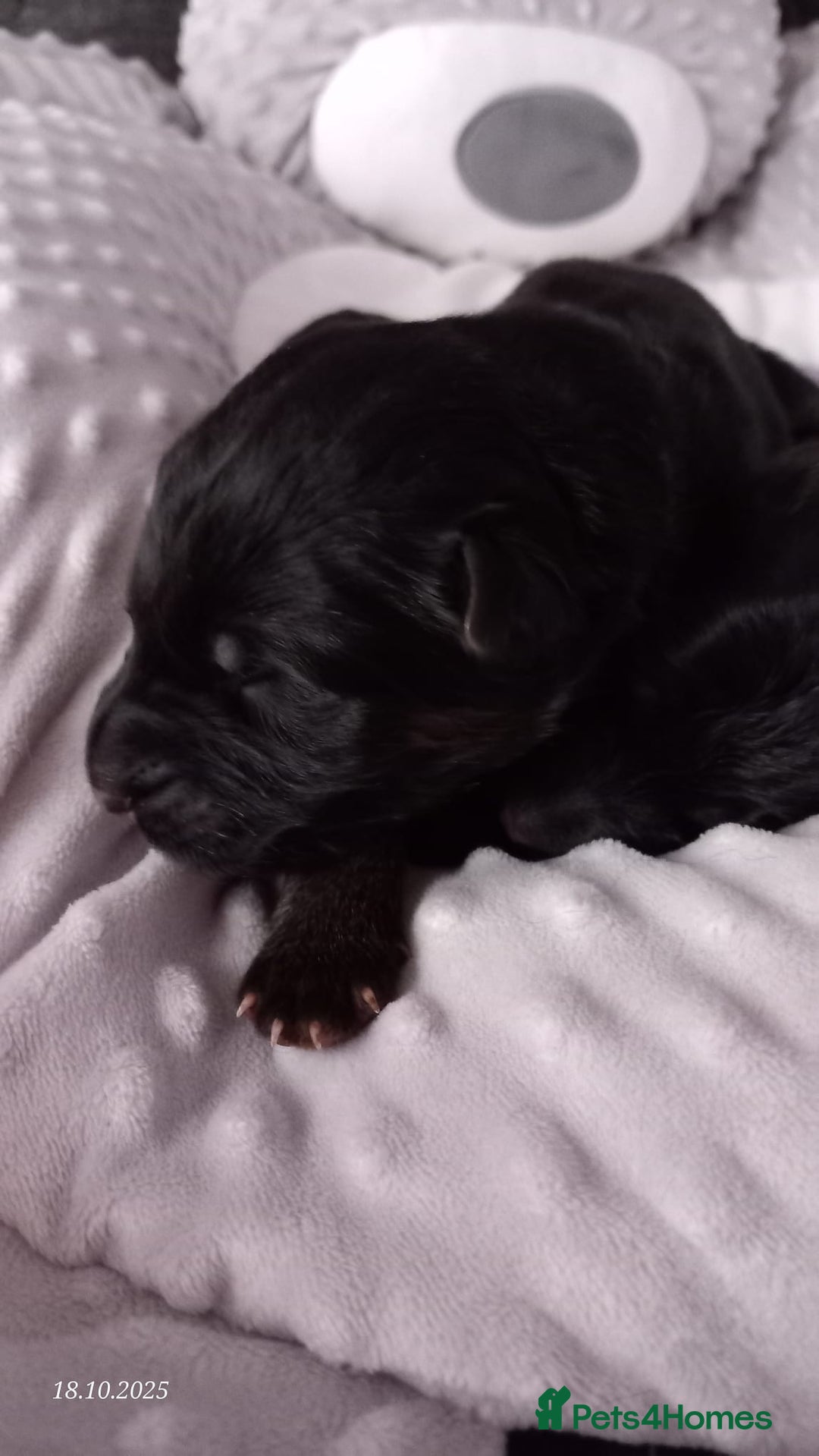 German Shepherd dogs for sale: Excellent Long-Haired German Shepherd Puppies. KC. - Image 21
