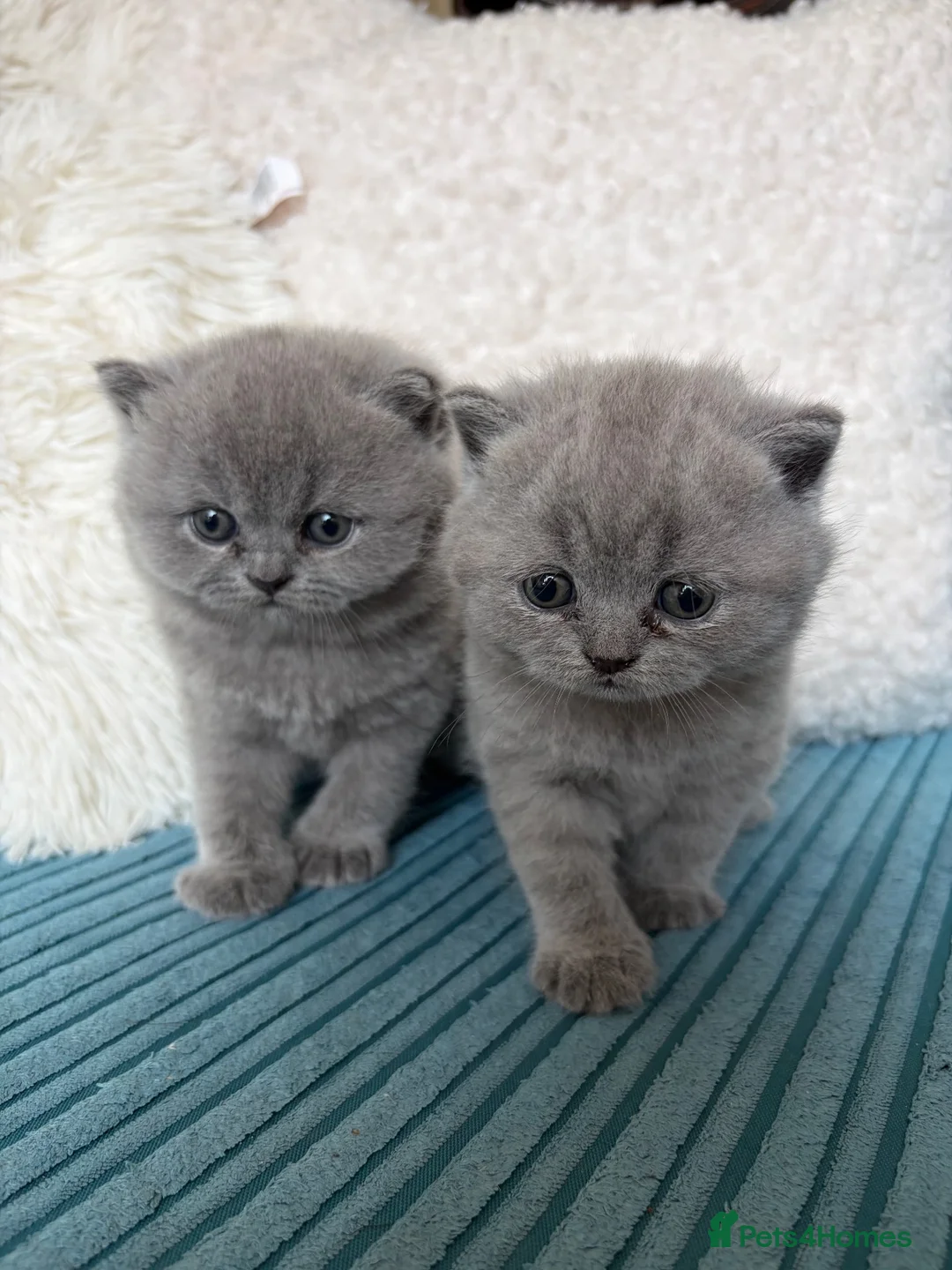 British Shorthair cats for sale: GCCF Registered British ShortHair Kittens  - Advert 2