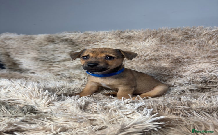 Jack Russell dogs Much Wenlock Mix Miniature Jack Russell Puppies - Advert 10