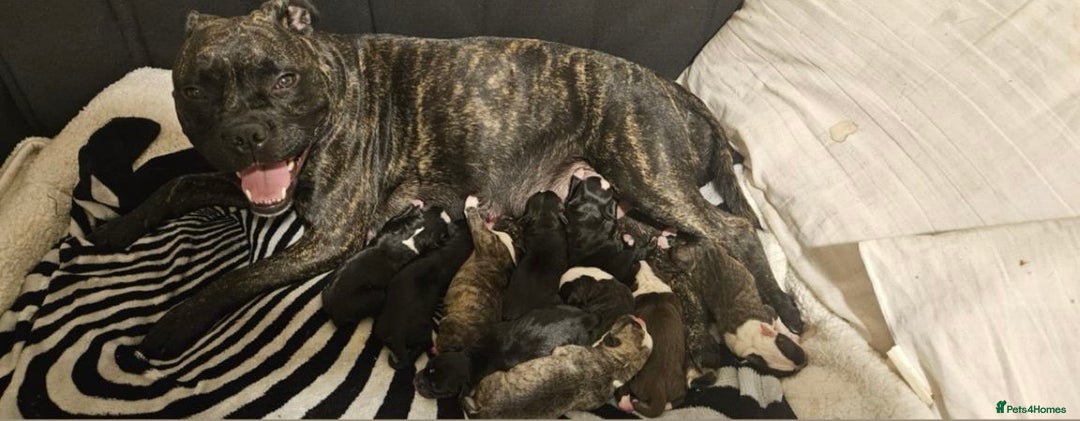 Mixed Breed dogs for sale: Bridle staffy cross - Advert 5