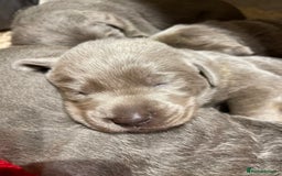 Labrador Retriever dogs for sale: Stunning Pure Pedigree silver labrador puppies  - Image 5