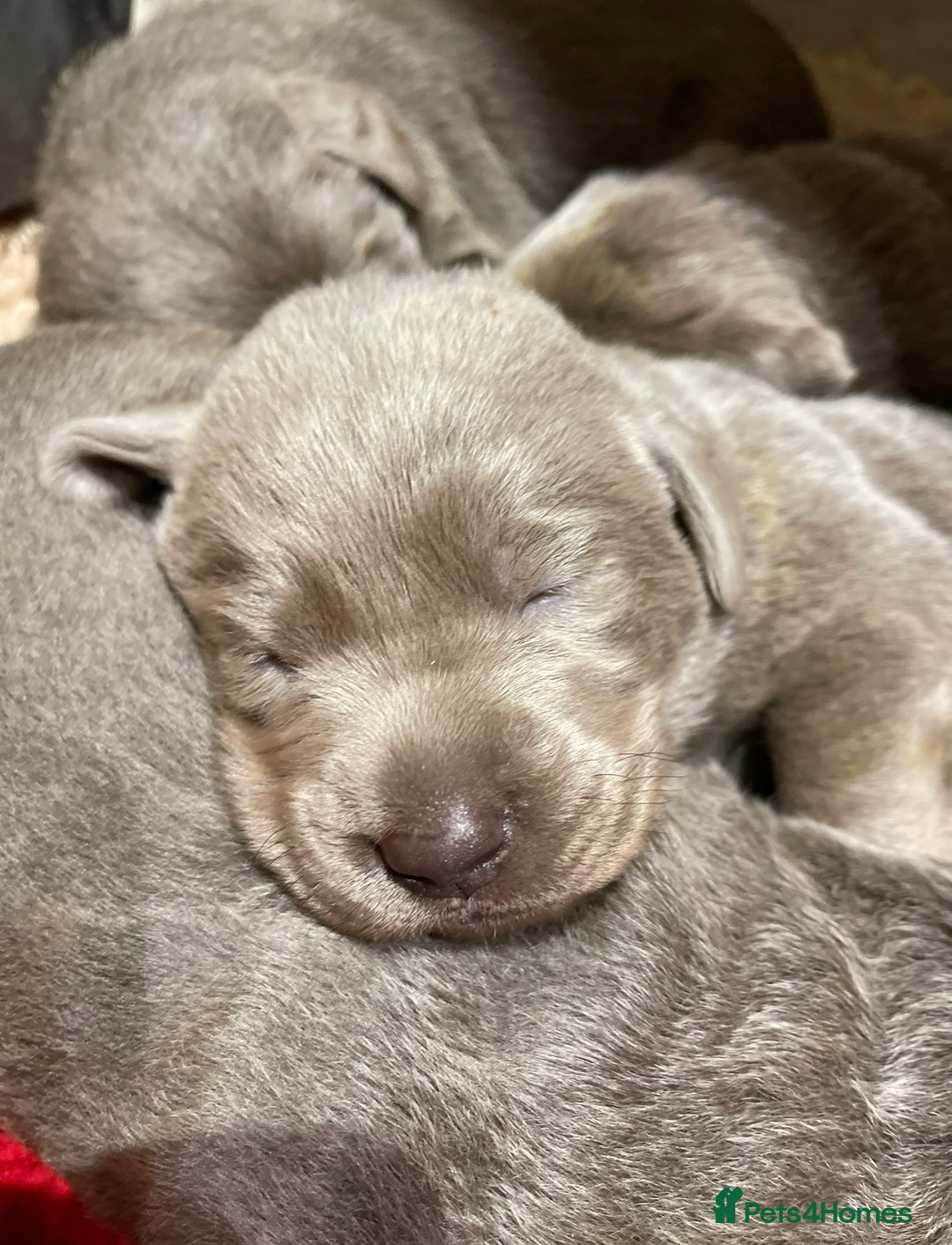 Labrador Retriever dogs for sale: Stunning Pure Pedigree silver labrador puppies  - Image 5