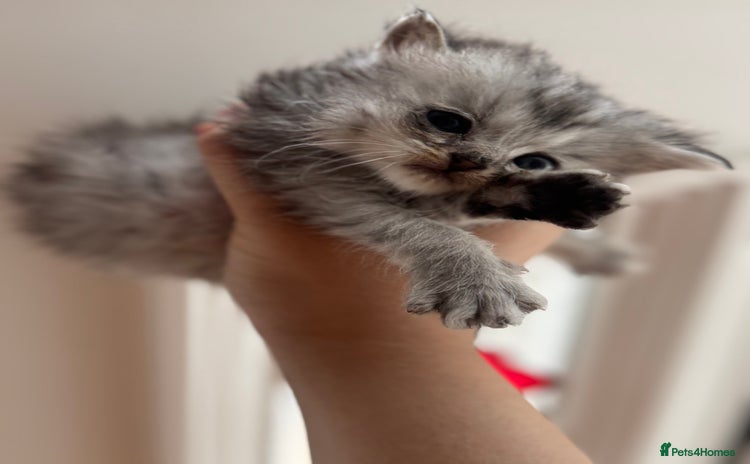 Persian cats - Advert 1