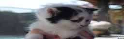 Mixed Breed cats for sale: 3 of the fluffiest, friendliest kittens for sale! - Advert 8