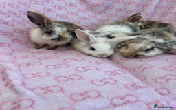 English Lop rabbits for sale: Beautiful rabbits for sale 07840003253  - Image 6