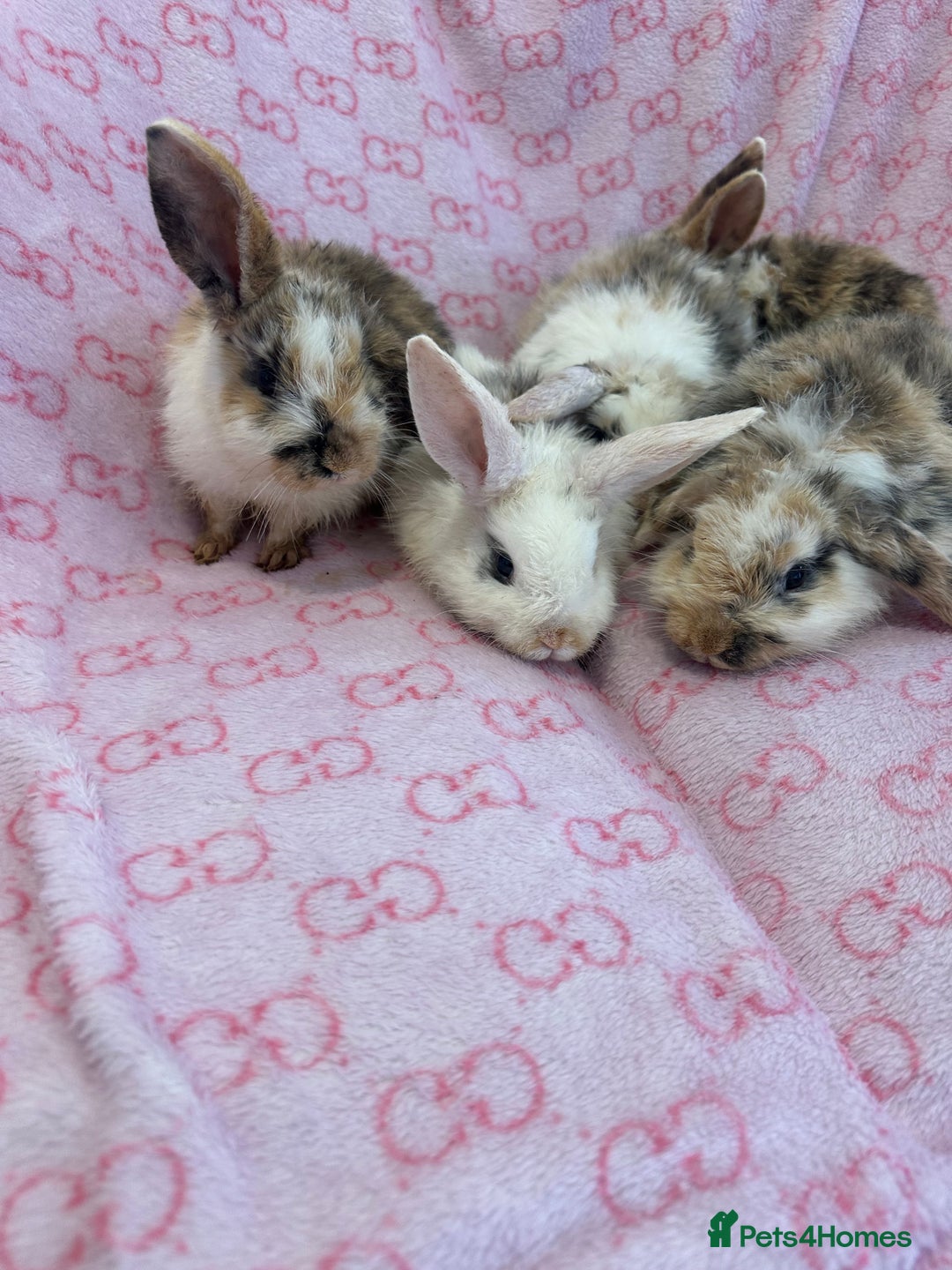 English Lop rabbits for sale: Beautiful rabbits for sale 07840003253  - Image 6