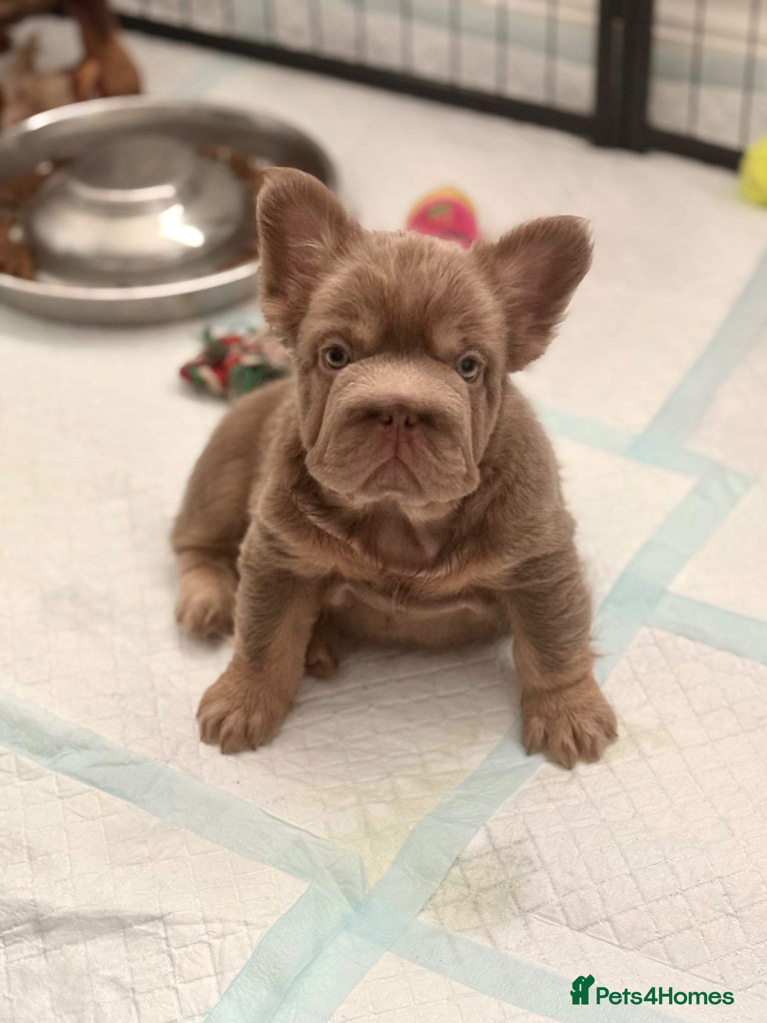 French Bulldog dogs MASSIVELY REDUCED!!READY TO LEAVE-french bulldogs - Advert 1
