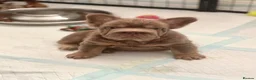 French Bulldog dogs for sale:  MASSIVELY REDUCED AGAIN!!READY TO LEAVE-frenchies - Advert 7