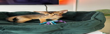 Abyssinian Kitten 2