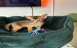 Abyssinian cats for sale: Pure Abyssinian kittens 💝 - Image 2