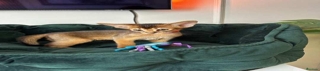 Abyssinian Kitten 2