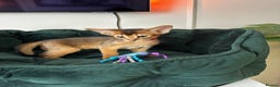 Abyssinian cats for sale: Perfect girl Ready to Go 💝 - Advert 18