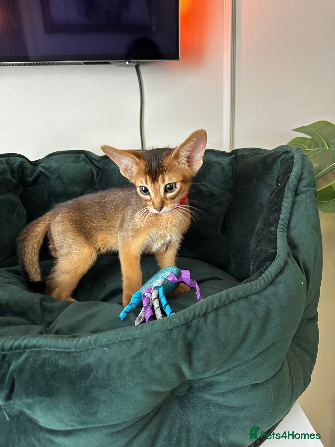 Abyssinian cats for sale: Pure Abyssinian kittens 💝 - Image 2