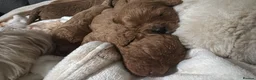 Mixed Breed dogs for sale: Cavapoochon - Advert 3