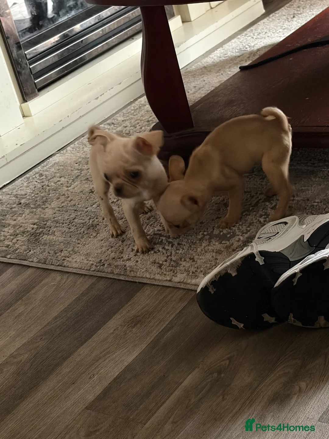 Frug dogs for sale: Adorable Frug puppies available  in Liverpool - Advert 8