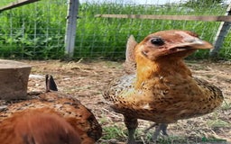 Chickens poultry for sale: Pair of Ginger Red Old English Game Bird Juveniles - Image 5