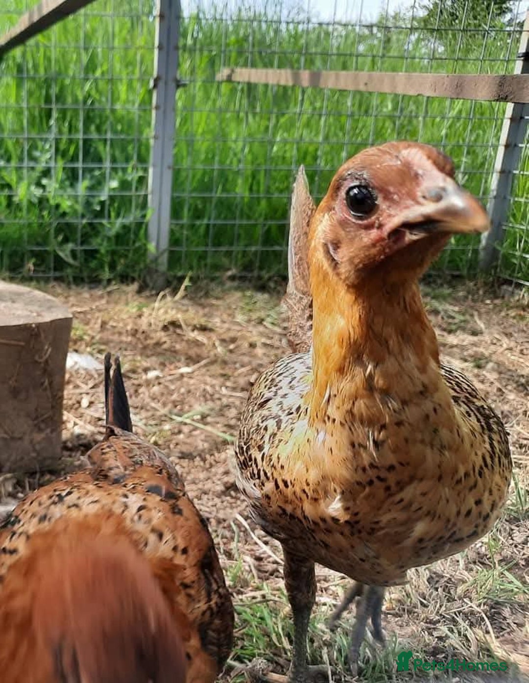 Chickens poultry for sale: Pair of Ginger Red Old English Game Bird Juveniles - Image 5