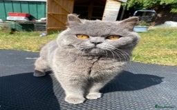 British Shorthair cats for sale: British shorthair female  - Image 2