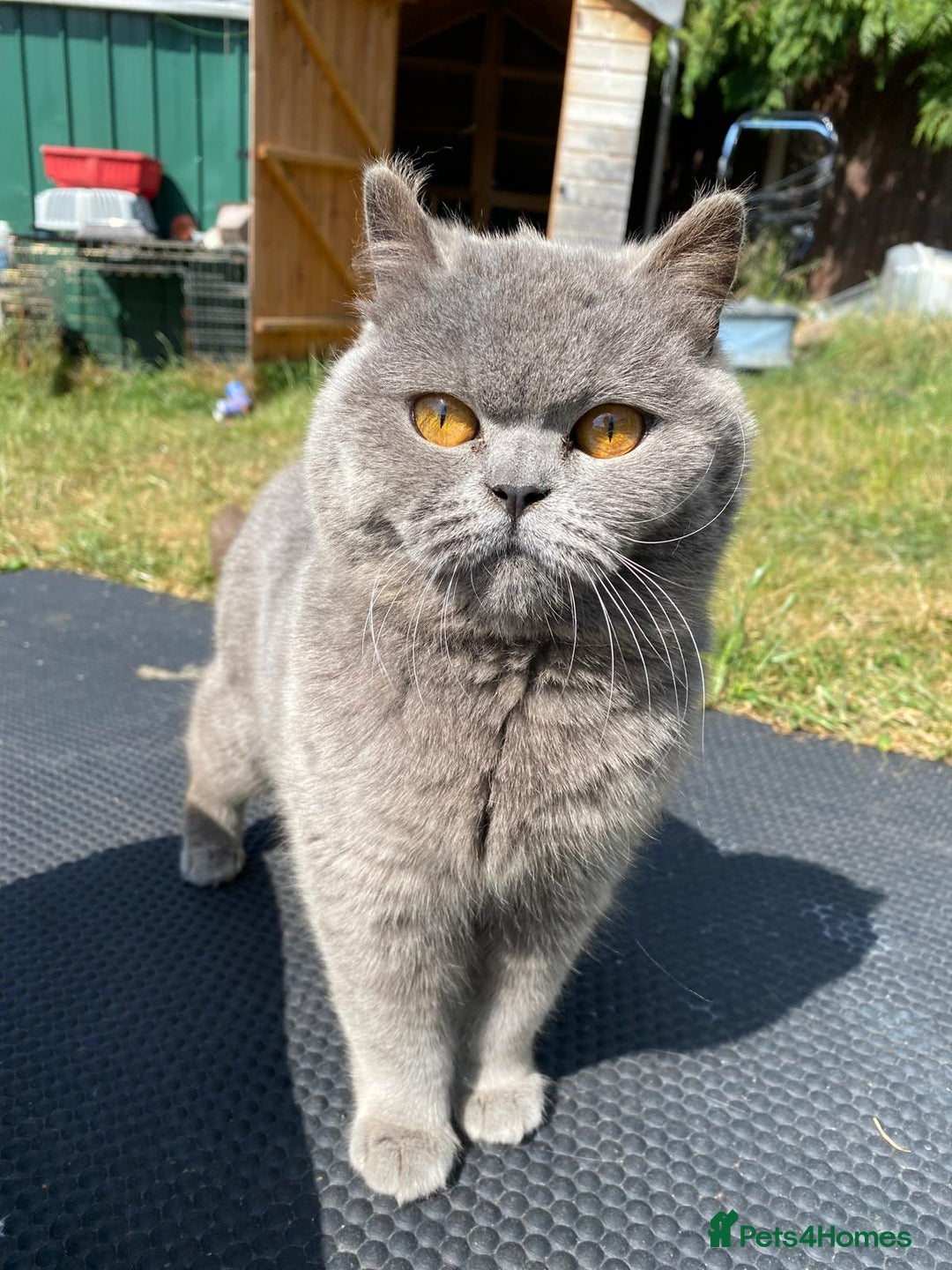 British Shorthair cats for sale: British shorthair female  - Image 2
