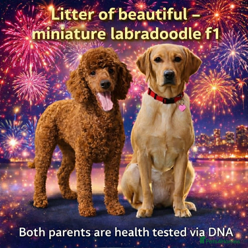 Labradoodle dogs Miniature F1 Labradoodles  - Advert 11