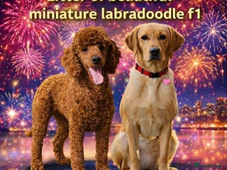Labradoodle dogs Miniature F1 Labradoodles - Advert 7