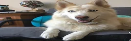 Mixed Breed dogs for sale: Adorable chow /husky puppy 💕 - Advert 2