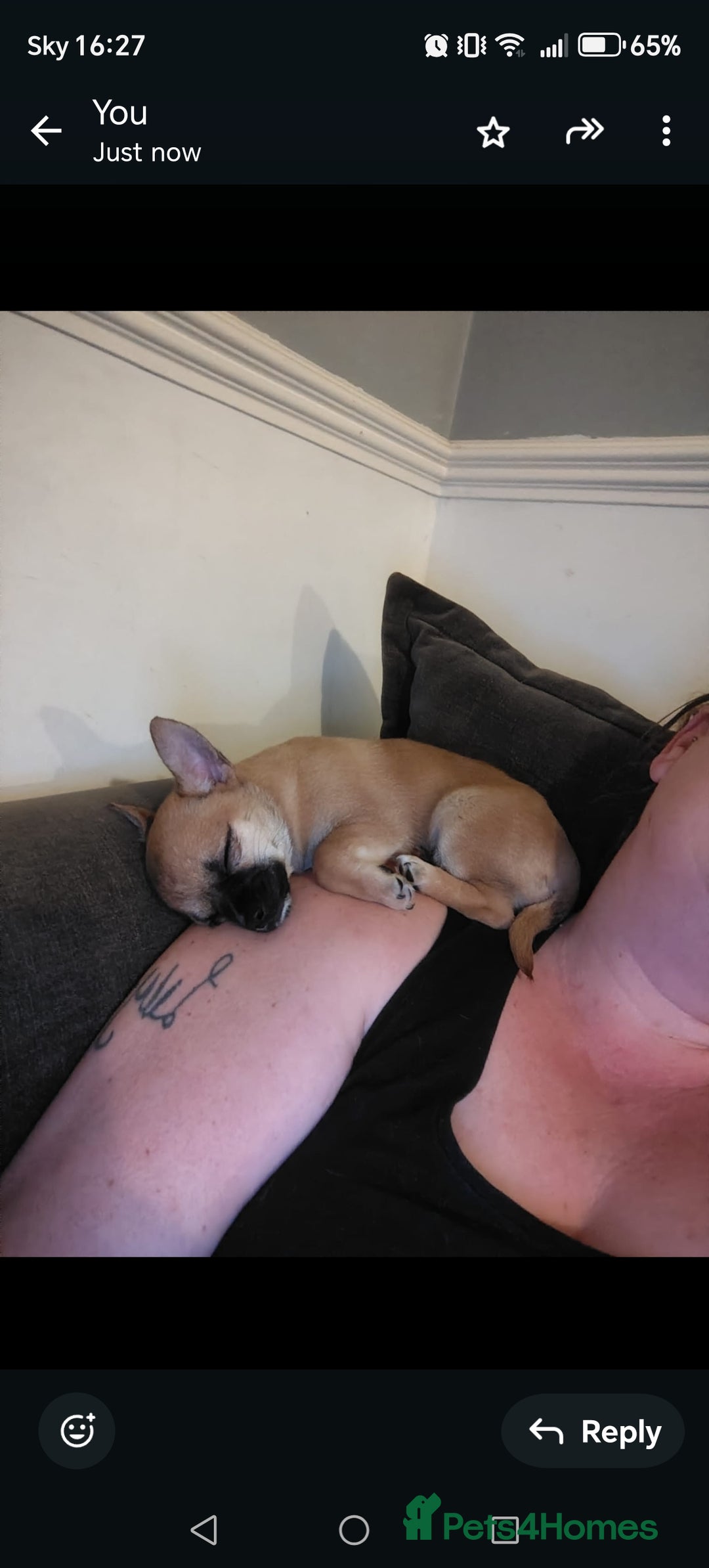 Pomchi dogs for sale: Pomchi girl phoebe  - Advert 13