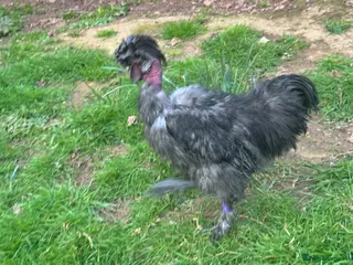 Chickens poultry Good looking cockerels - Advert 4