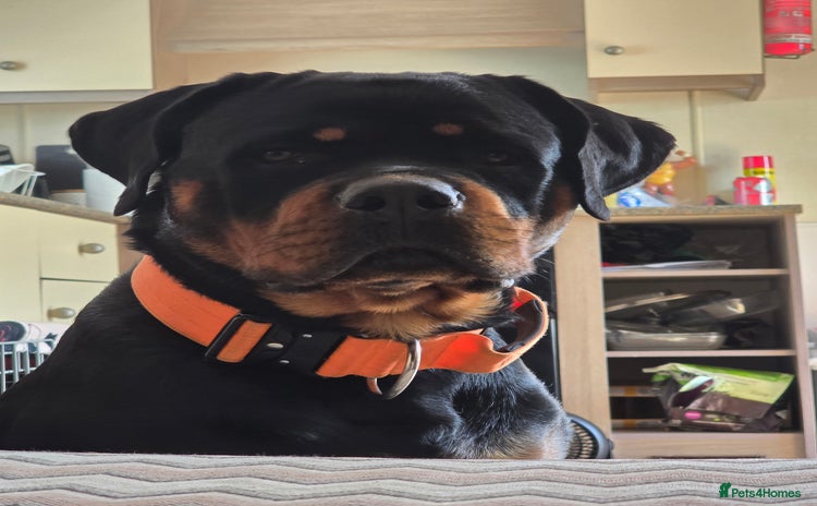 Rottweiler dogs - Advert 1