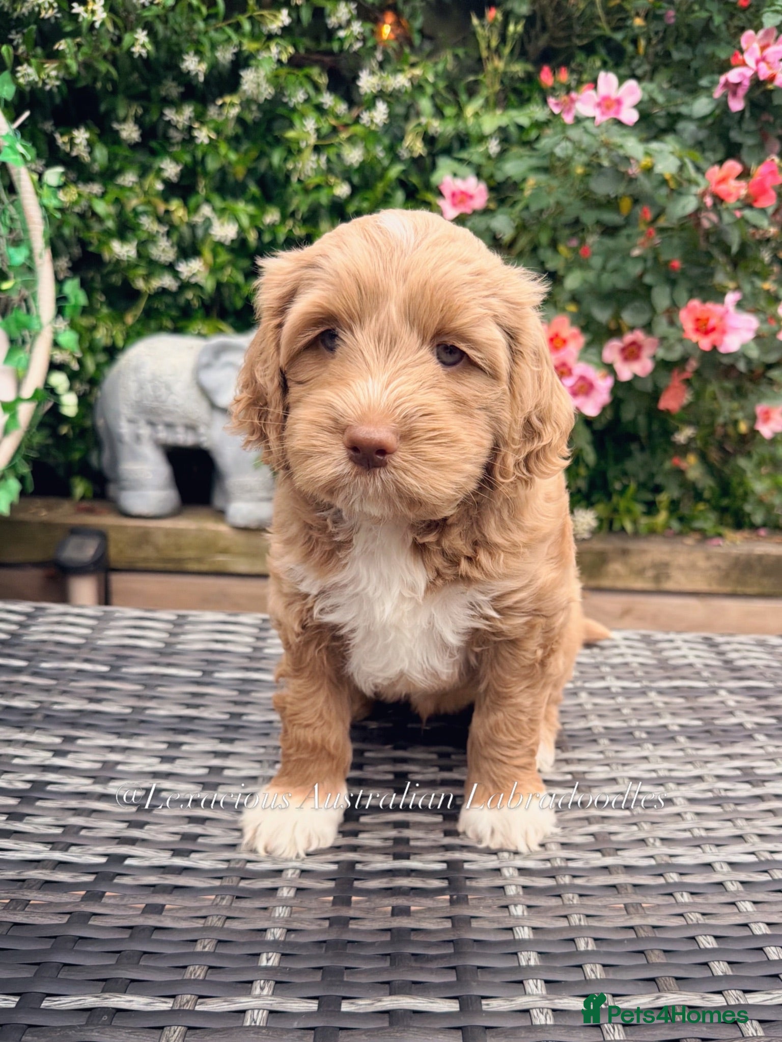 Australian Labradoodle dogs 100% WALA registered Australian Labradoodles - Advert 18