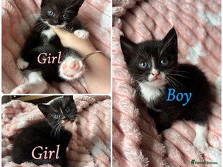 Mixed Breed cats - Advert 3