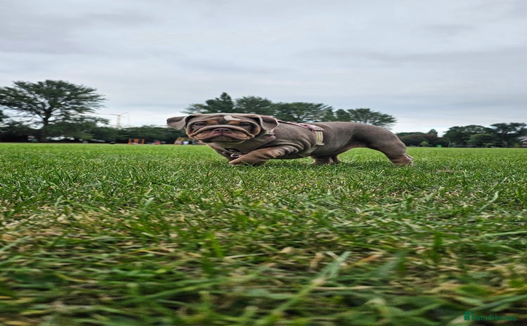 English Bulldog dogs - Advert 8