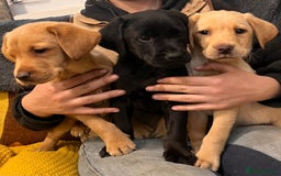 Labrador Retriever dogs for sale: Stunning Labrador puppies - Image 8