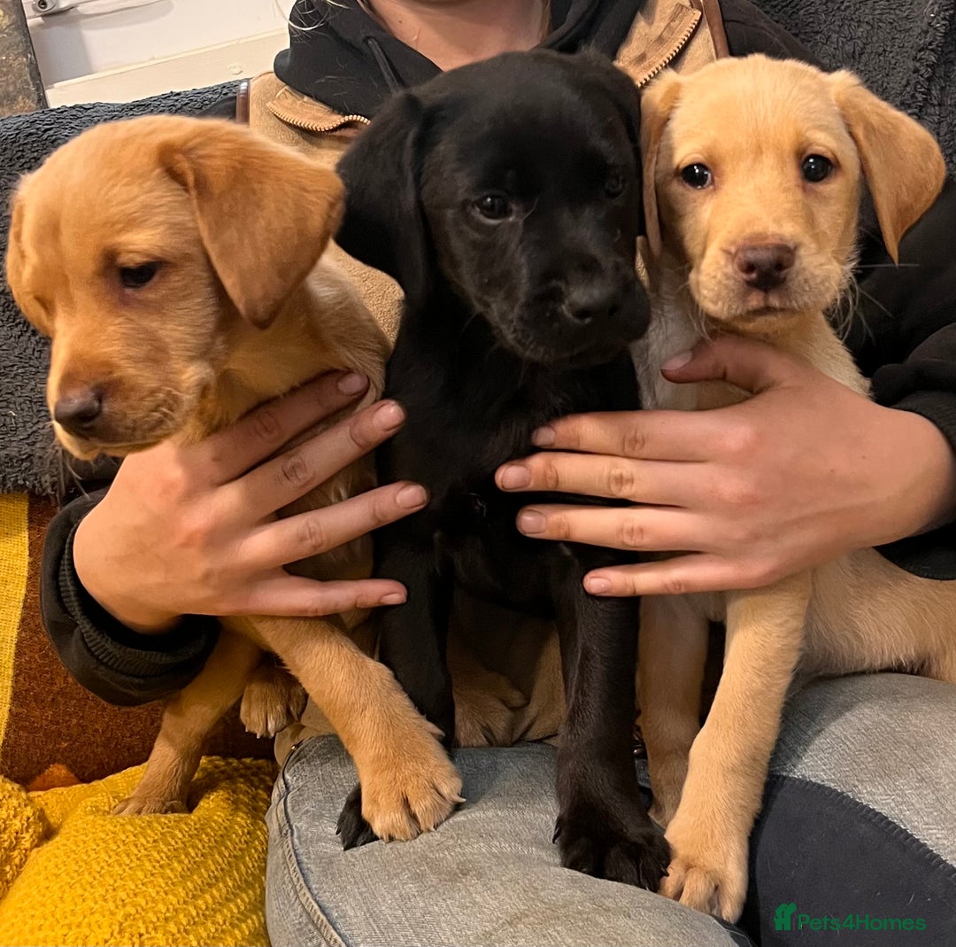 Labrador Retriever dogs for sale: Stunning Labrador puppies - Image 8