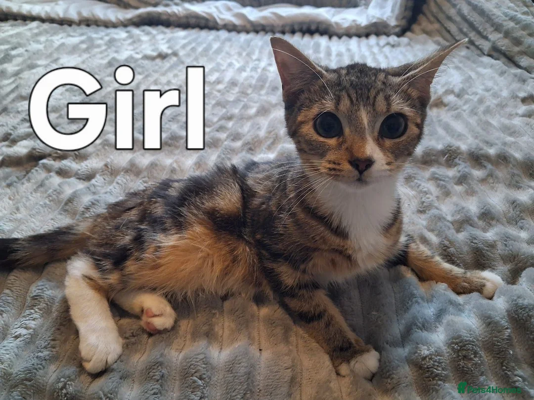 Mixed Breed cats for sale: 3 Lovely Friendly Kittens Looking for Loving Homes - Advert 4