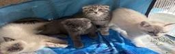 Scottish Fold cats for sale: Scottish Fold & straight Kittens PRICE -NEGOTIABLE - Advert 5
